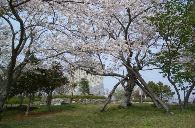 Daisen Park Cherry Blossom