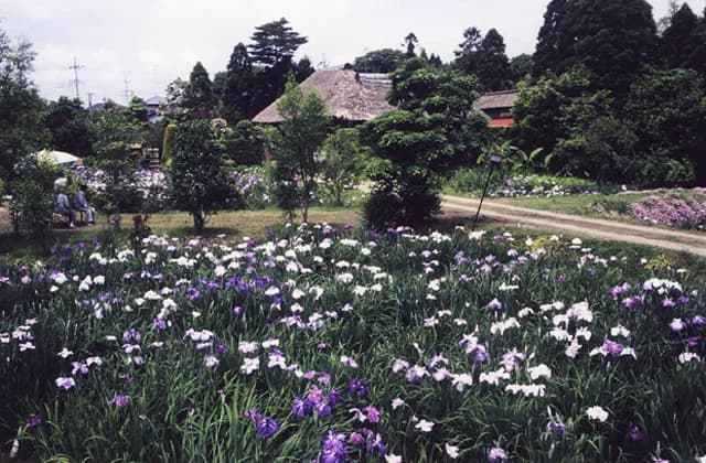 Shiroi 'den'