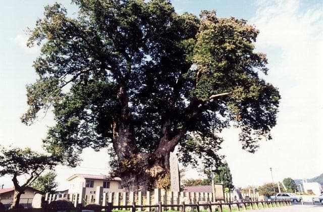 Large zelkova in Higashine