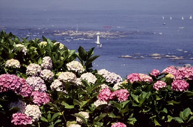 Hydrangea Park