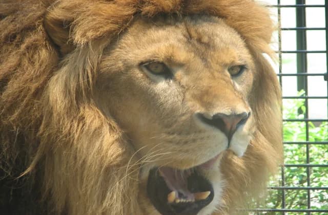 Lion at Kiryugaoka Zoo