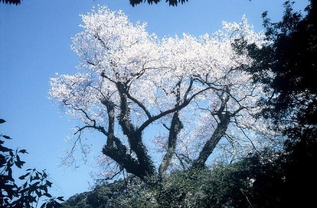 エドヒガン桜