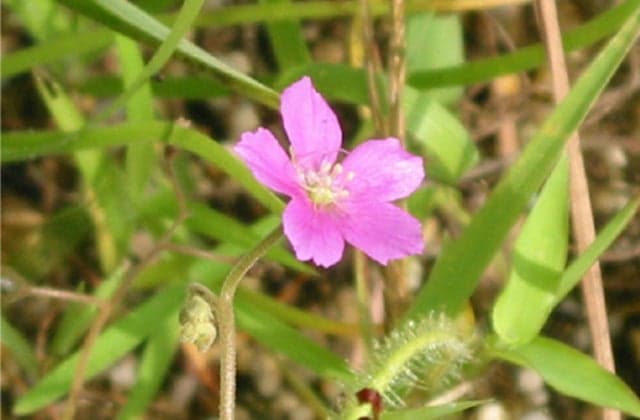 豊明のナガバノイシモチソウ自生地