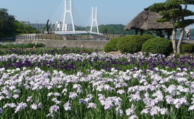 ときわ公園しょうぶ2