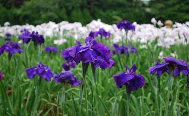 ときわ公園しょうぶ3