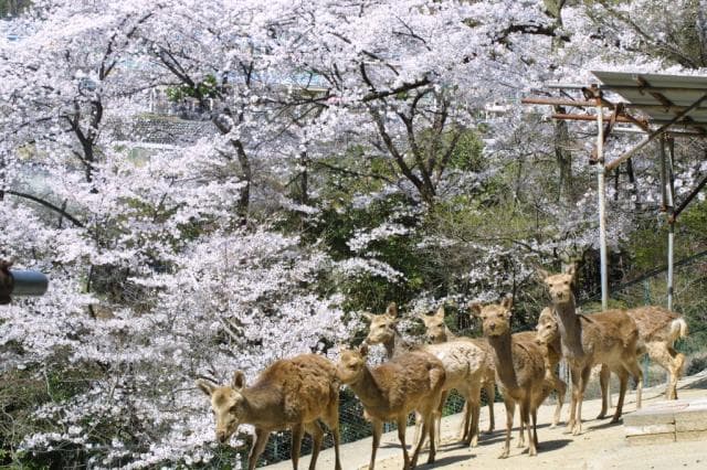 Cherry blossoms at Kiryugaoka Park