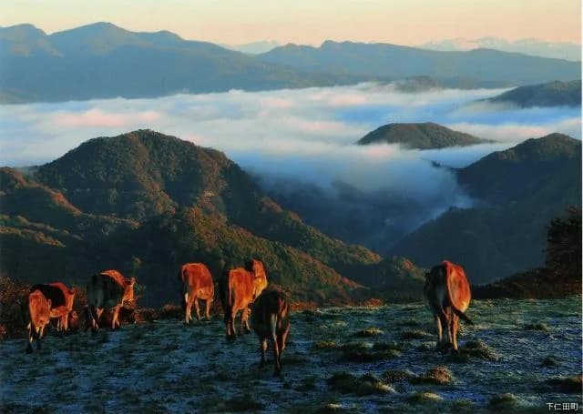 Pasture