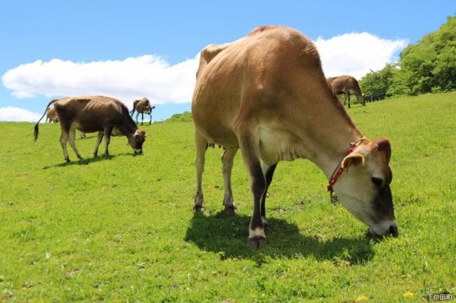 Kozu Ranch