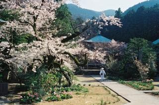 Sankaku-ji Temple (spring)