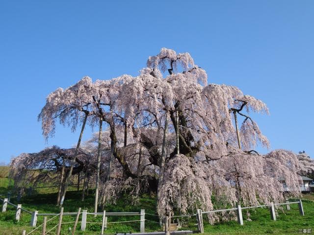 Miharutaki-zakura Cherry Tree