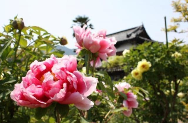 Botan that blooms in the precincts