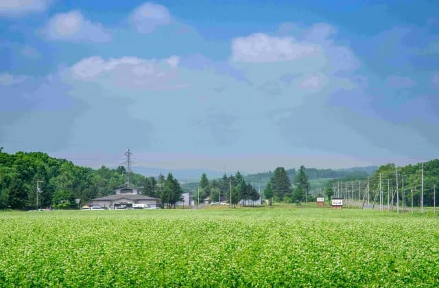 Soba field 1