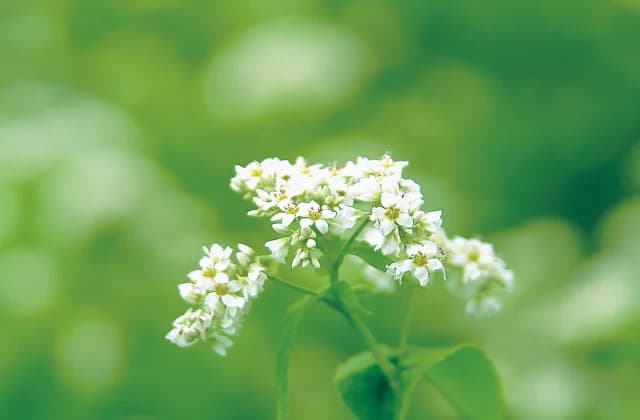Soba Flower 3