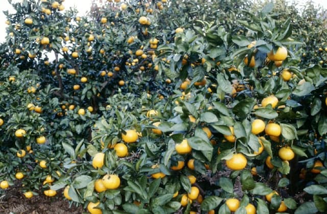 Yura mandarin orange picking