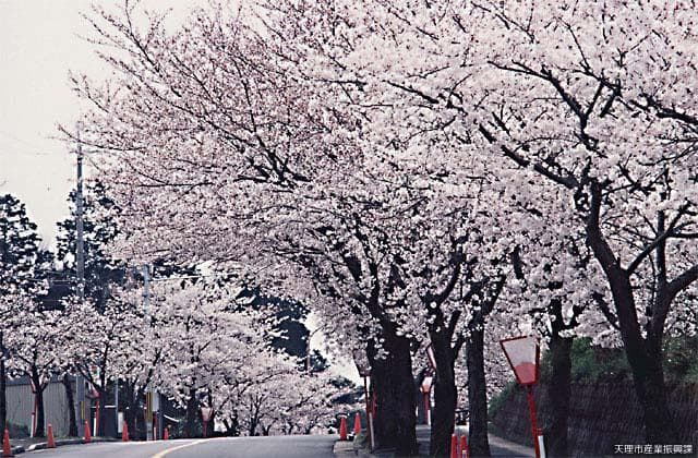 Cherry blossoms at Ishigami-jingu Shrine