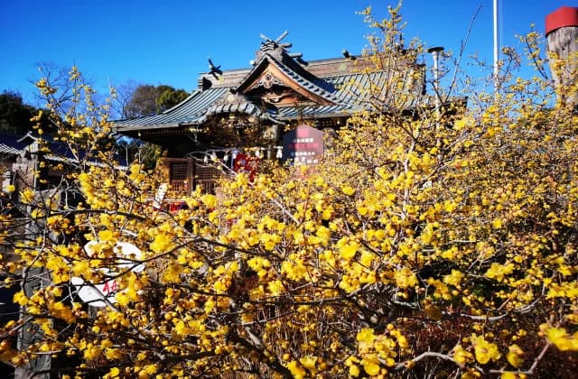 Raiden-jinja Shrine red plum