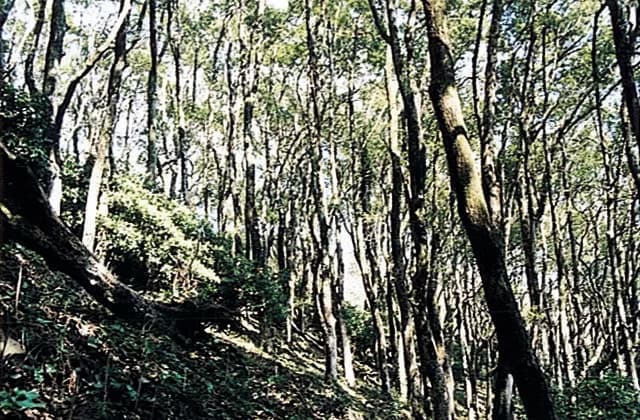 Kusu colony forest