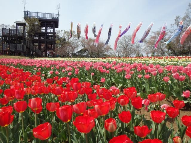 Mid-April tulip field