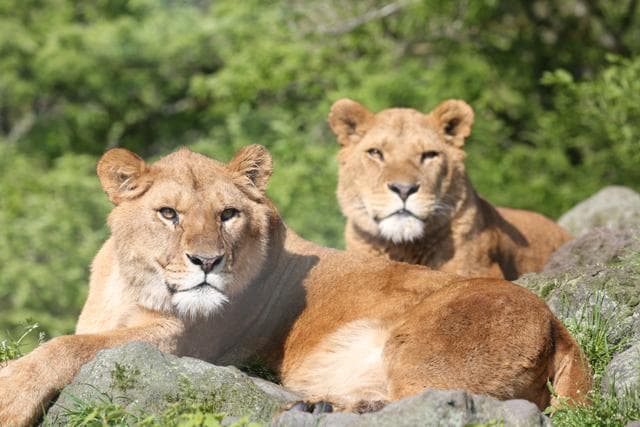 Fuji Safari Park_Lion