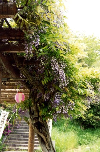 Wisteria of Jotoen