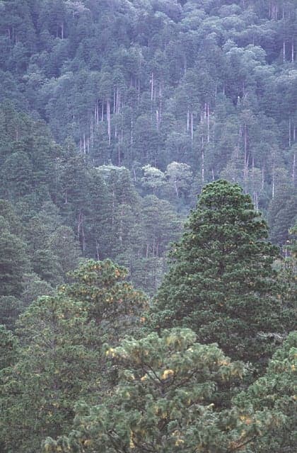 三厩地区のヒバ