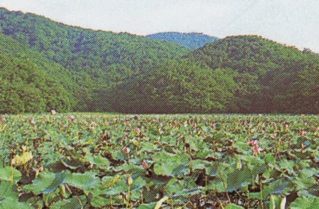 大山上池