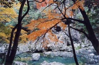 Chomonkyo / Momiji 1