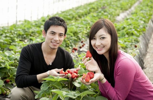 Fukasaku Farm Strawberry Picking
