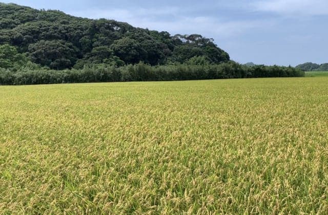 Since rice planting is usually carried out in March, the harvest is summer.