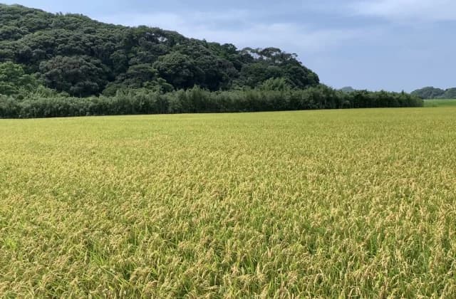 例年3月に田植えが行なわれるため収穫が夏になる。