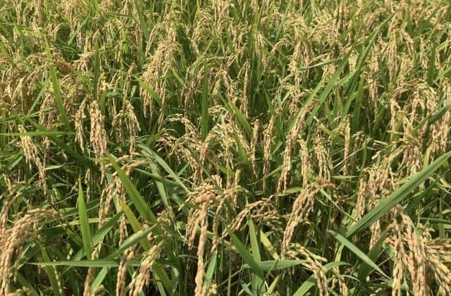 Minami Tanega-cho is the southern limit of Koshihikari production area.