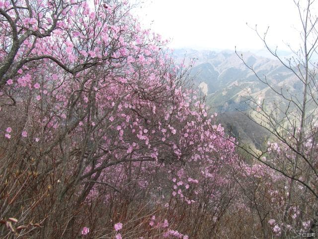 Acayashio of Monogatari Mountain