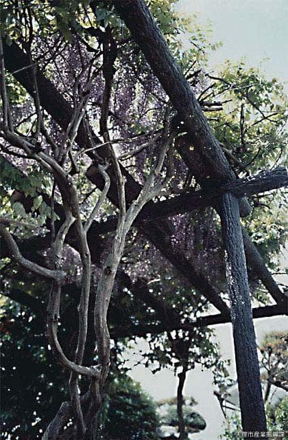 Wisteria shelf