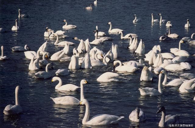 Swan of Kamishigeoka Otsutsumi