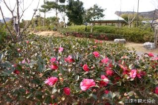 Tsubaki Park