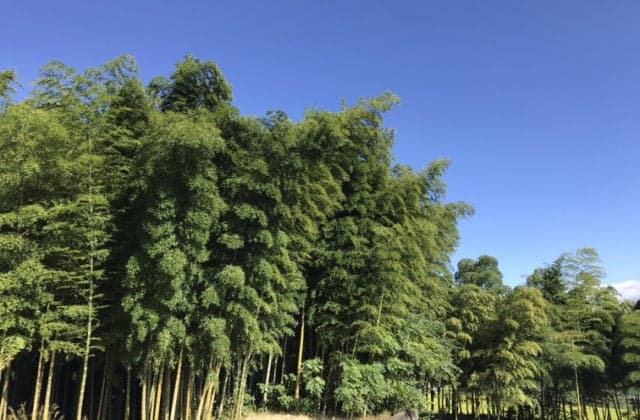 Mosochiku Forest (a natural monument registered by the prefecture)