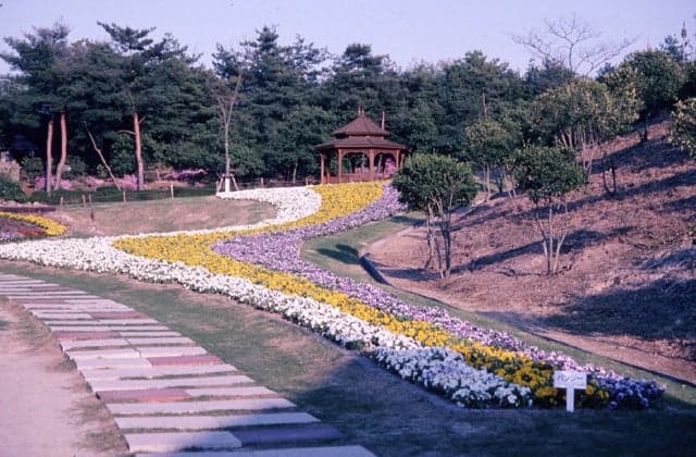 Pansy in a village in Kerala, India
