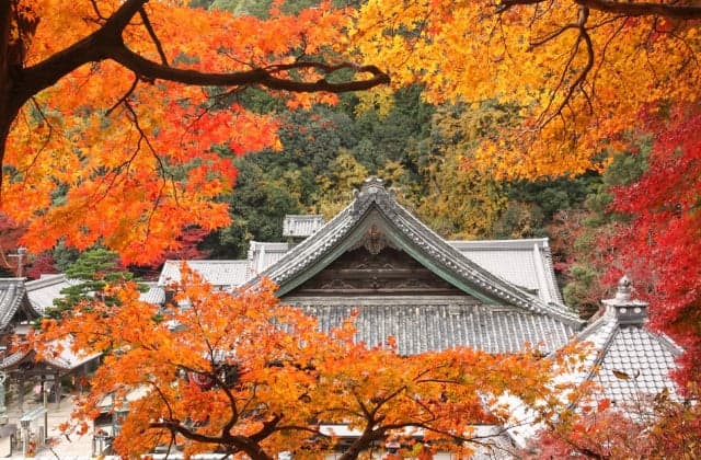 Autumn leaves of Yanagiya Kannon Yangdani-ji Temple