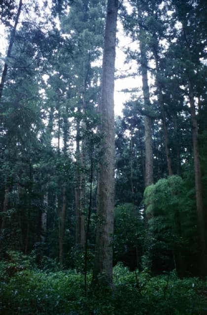 Fir communities of Awa-jinja Shrine