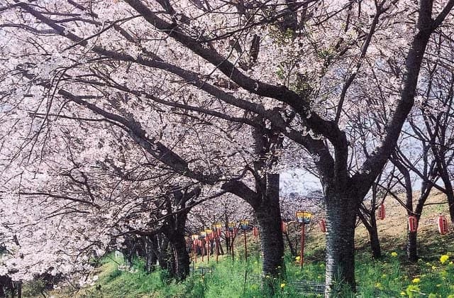 日の隈公園の桜