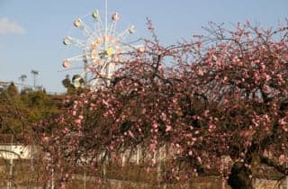 蜂ヶ峯総合公園/梅園