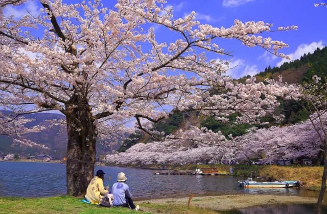 Cherry blossoms in Kaizu-Osaki