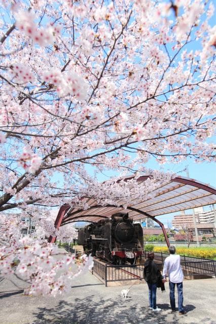 A tunnel of cherry blossom trees