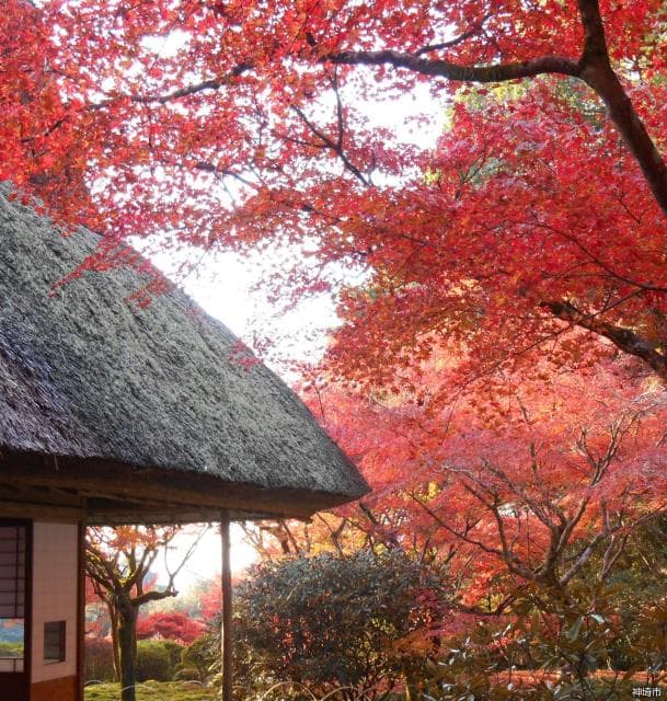 九年庵 秋の一般公開