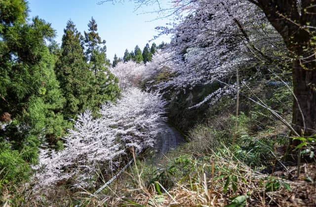 Cherry blossoms at Ashiyama Park ④