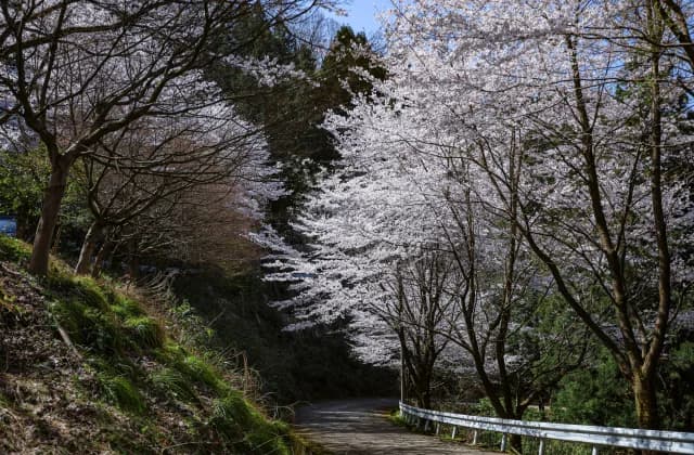 Cherry blossoms at Ashiyama Park ⑤