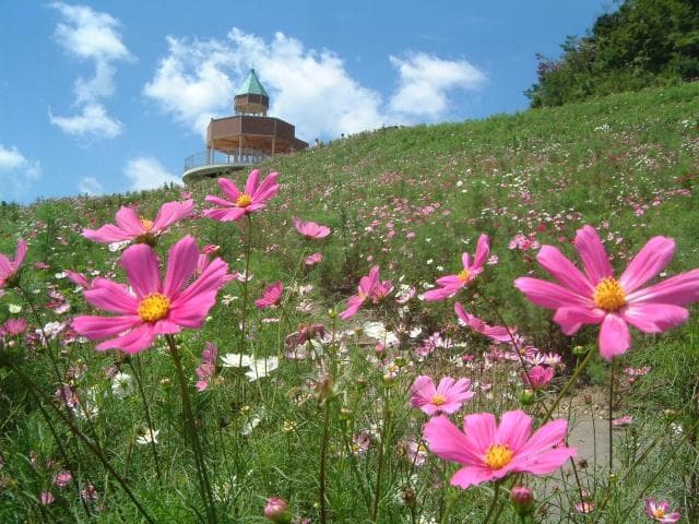Early blooming cosmos