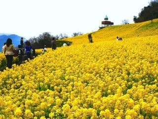 Rape blossoms