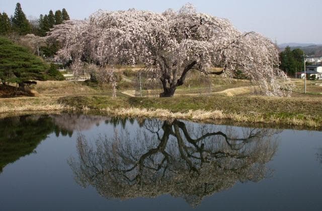Weeping cherry tree in the flower garden