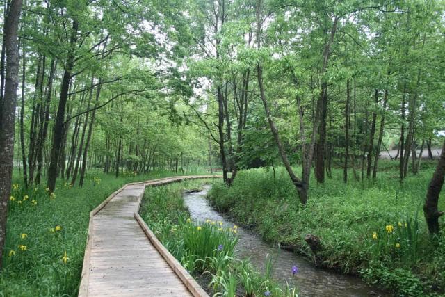 Wooden Path